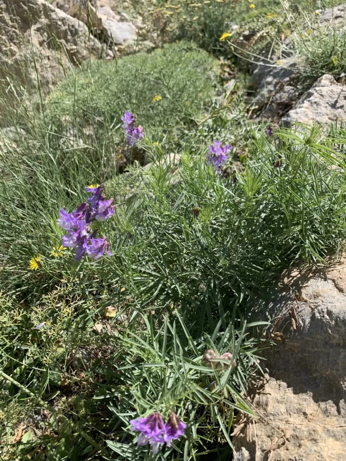 Vicia canescens