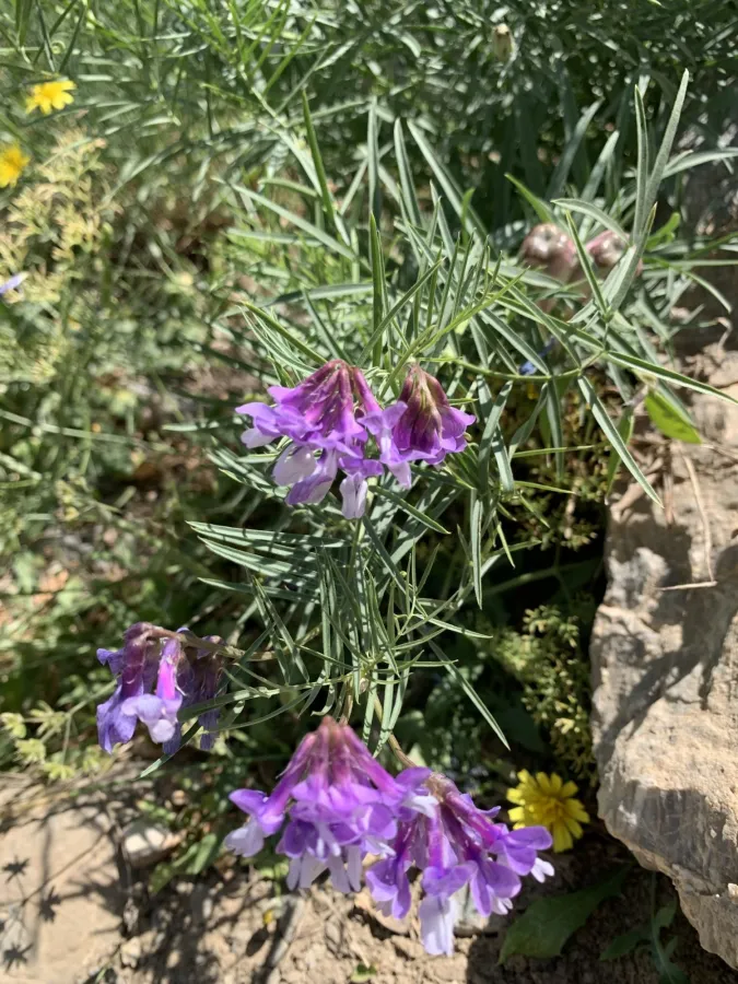 Vicia canescens