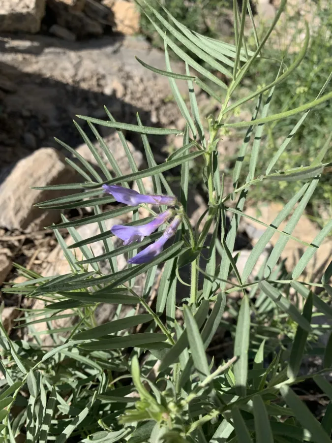 Vicia canescens