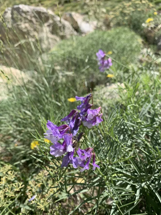 Vicia canescens