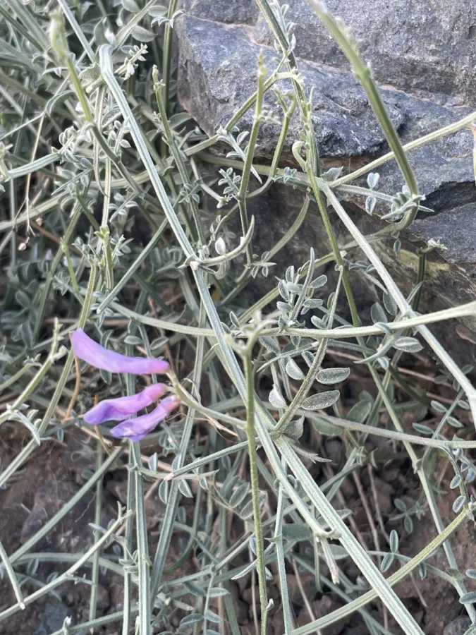 Vicia ciceroidea