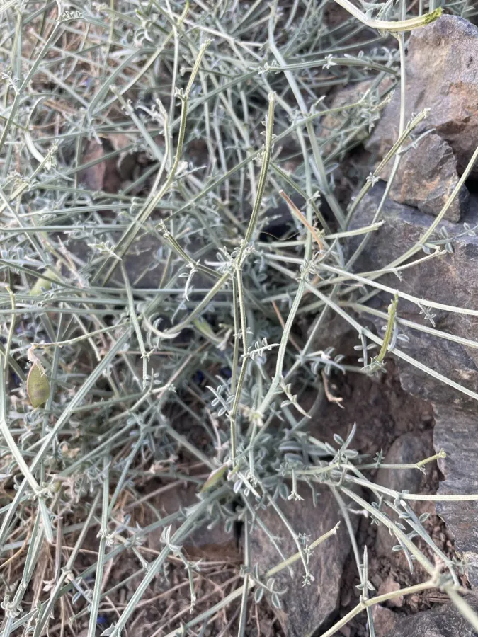 Vicia ciceroidea
