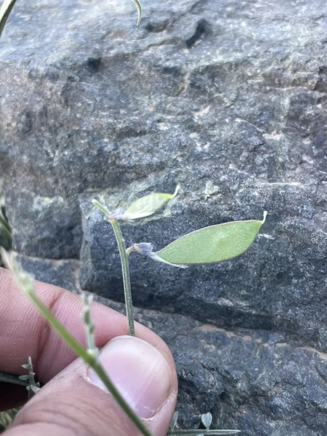 Vicia ciceroidea
