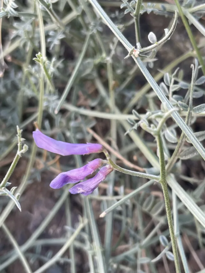 Vicia ciceroidea