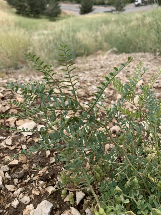 Vicia ervilia