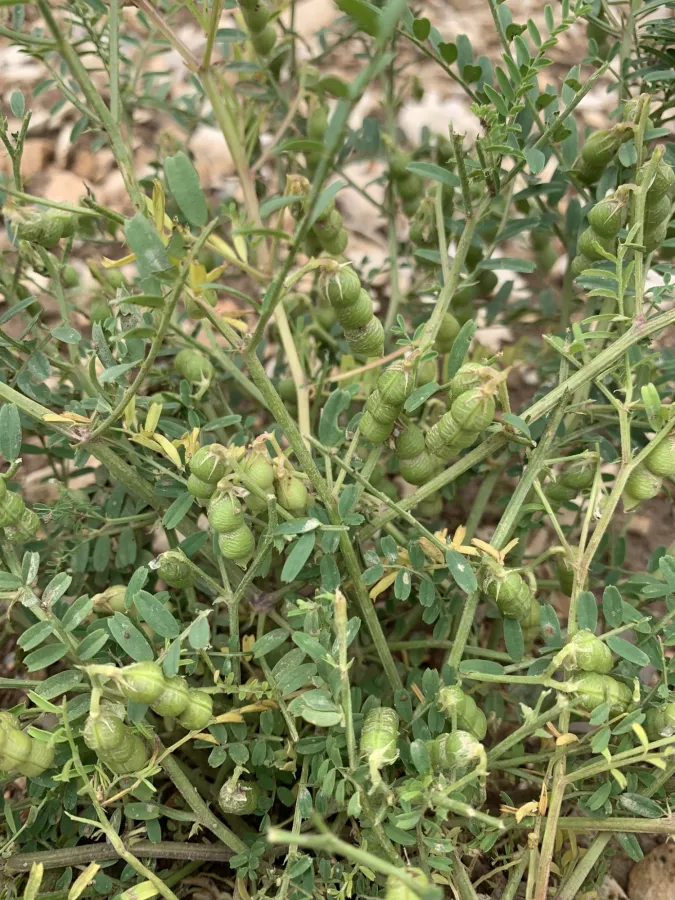 Vicia ervilia