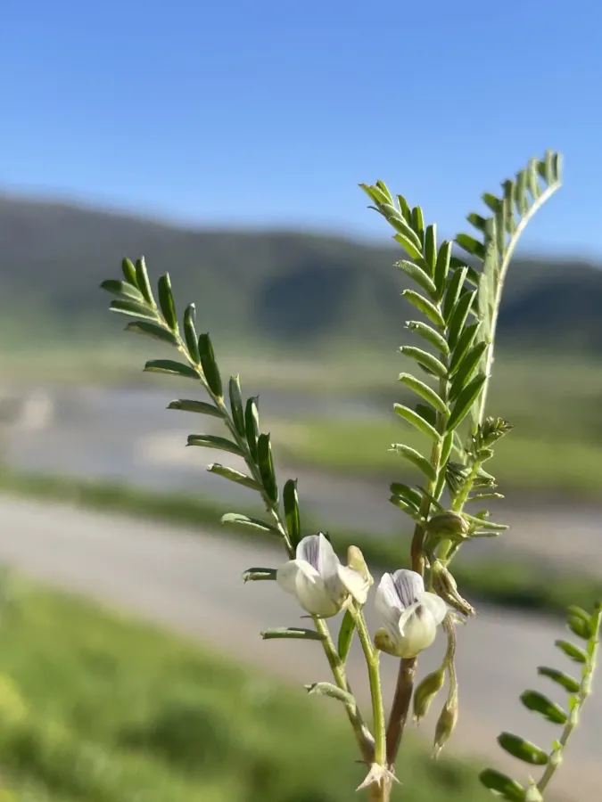 Vicia ervilia