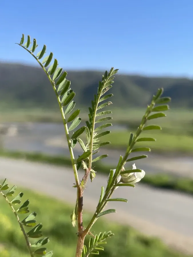 Vicia ervilia