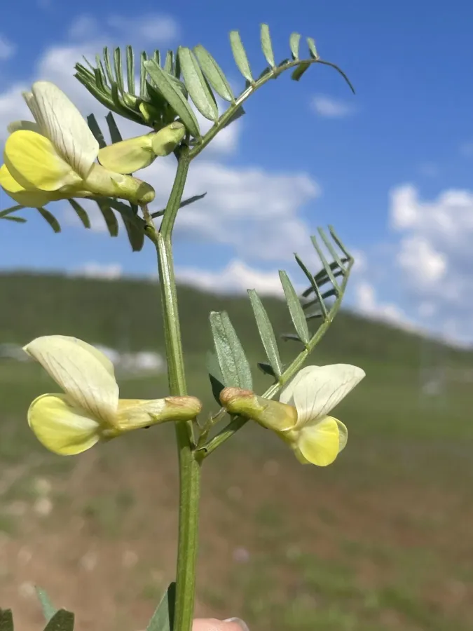 Vicia galeata
