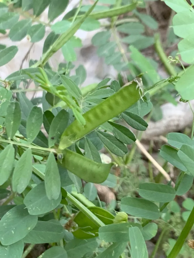 Vicia galeata