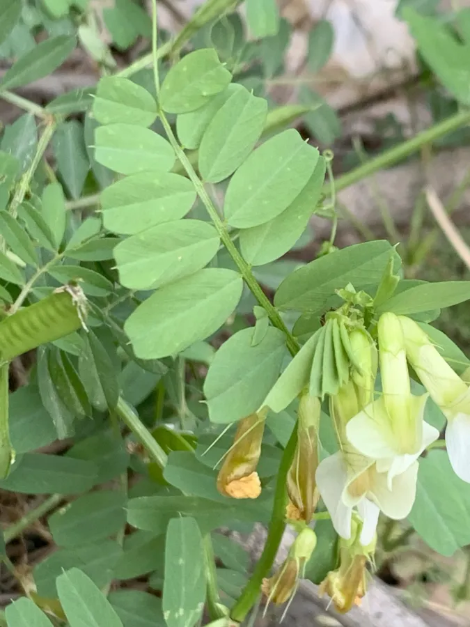 Vicia galeata