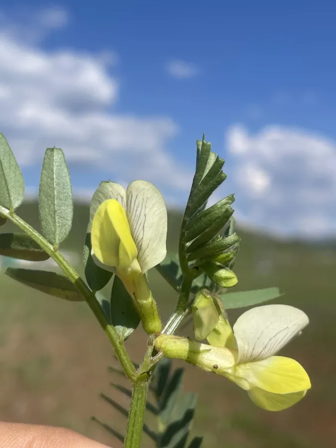 Vicia galeata