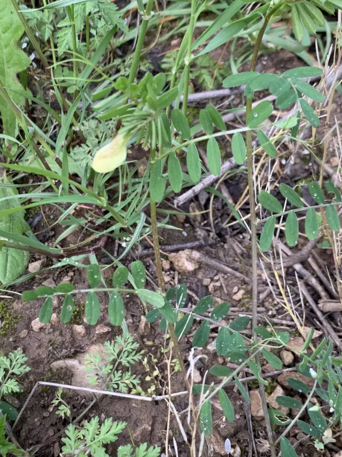 Vicia hybrida