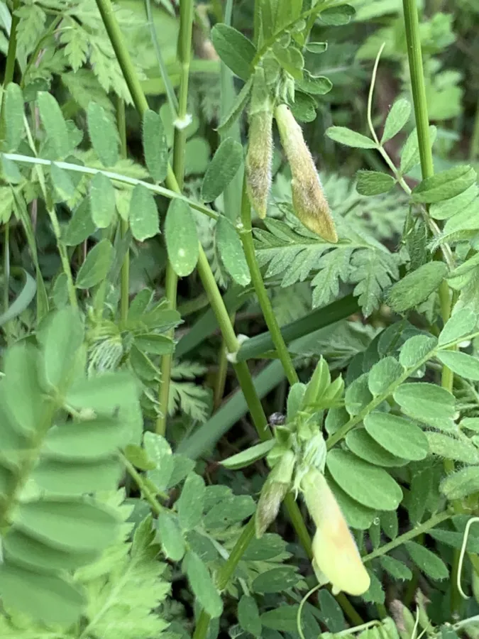 Vicia hybrida