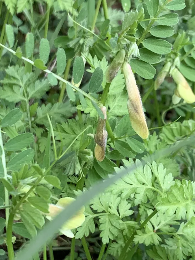Vicia hybrida