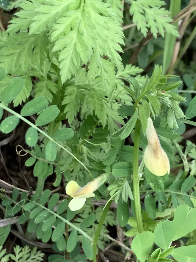 Vicia hybrida