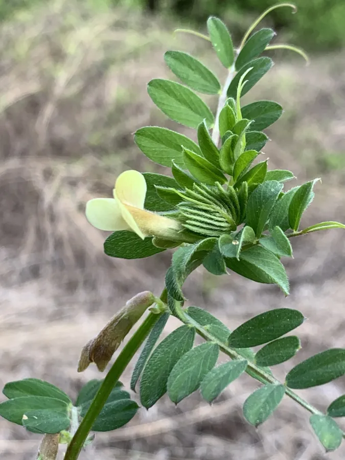 Vicia hybrida