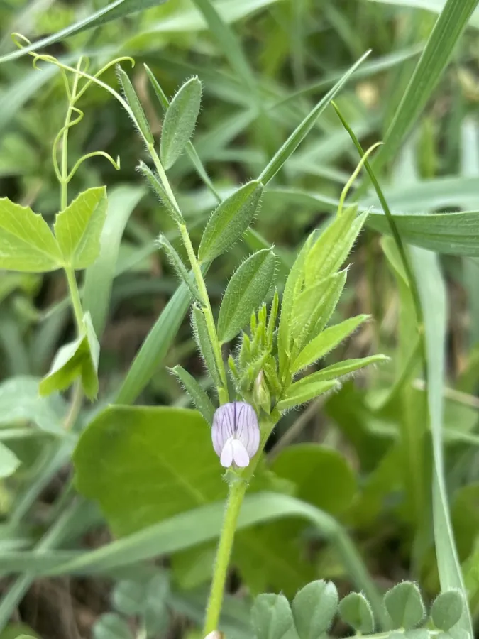 Vicia lathyroides