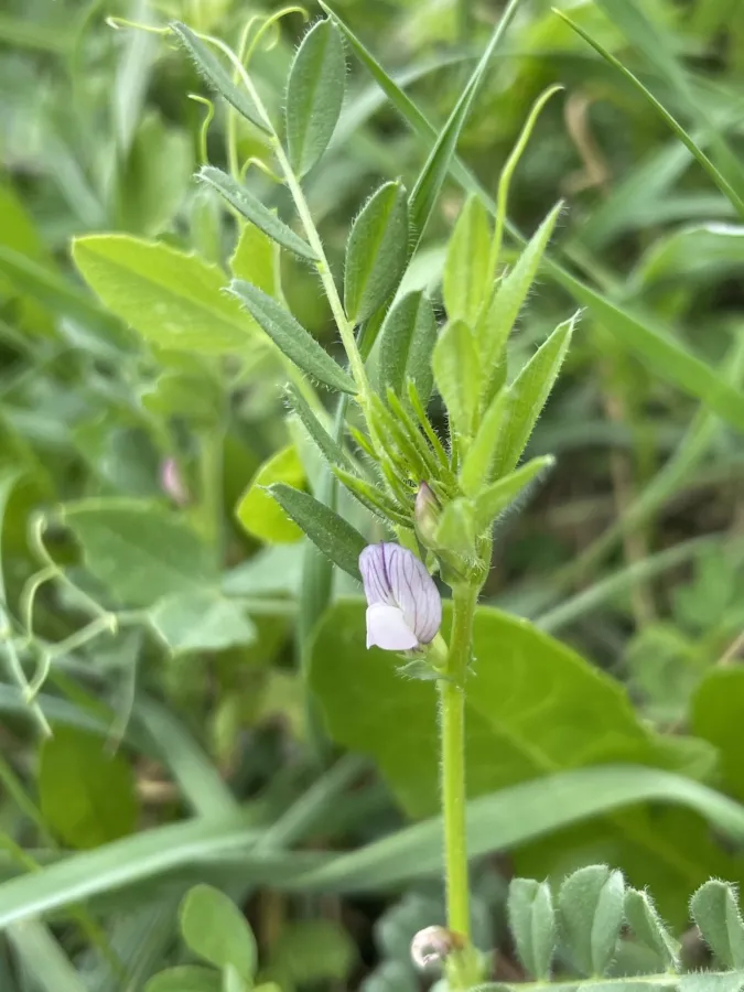 Vicia lathyroides