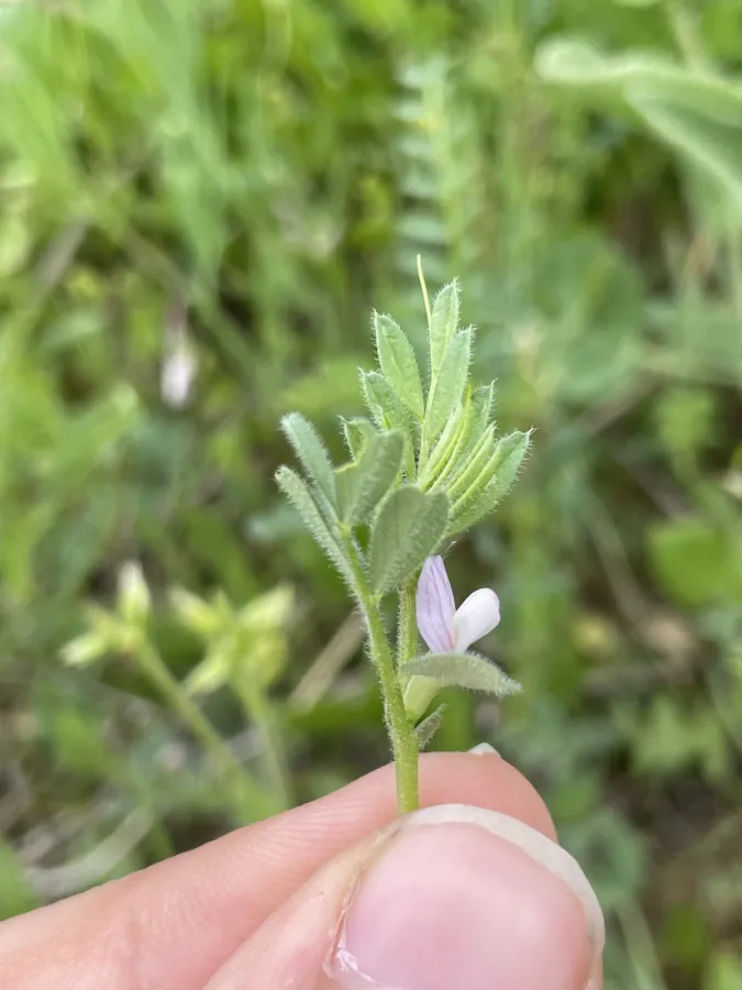 Vicia lathyroides
