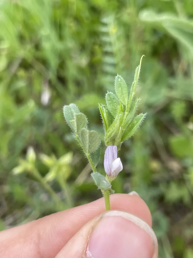 Vicia lathyroides
