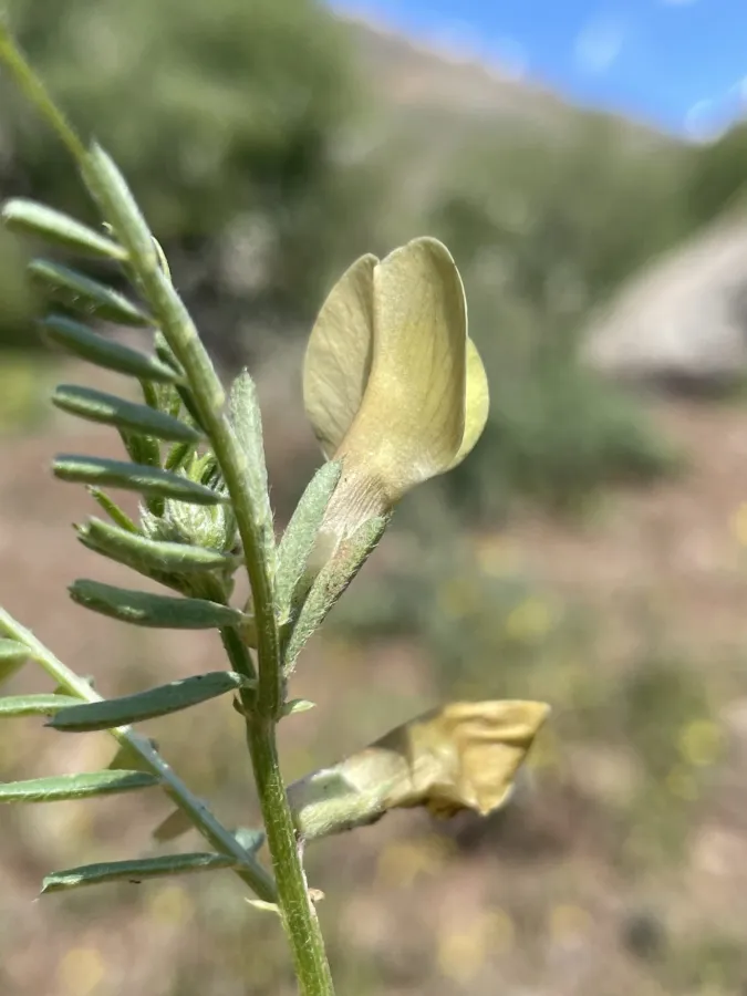 Vicia lutea
