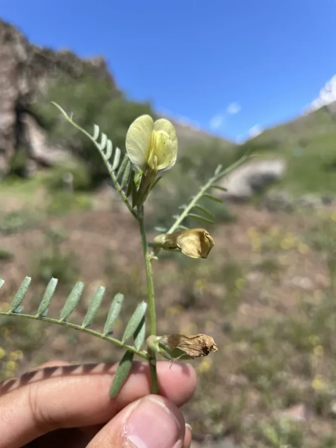Vicia lutea