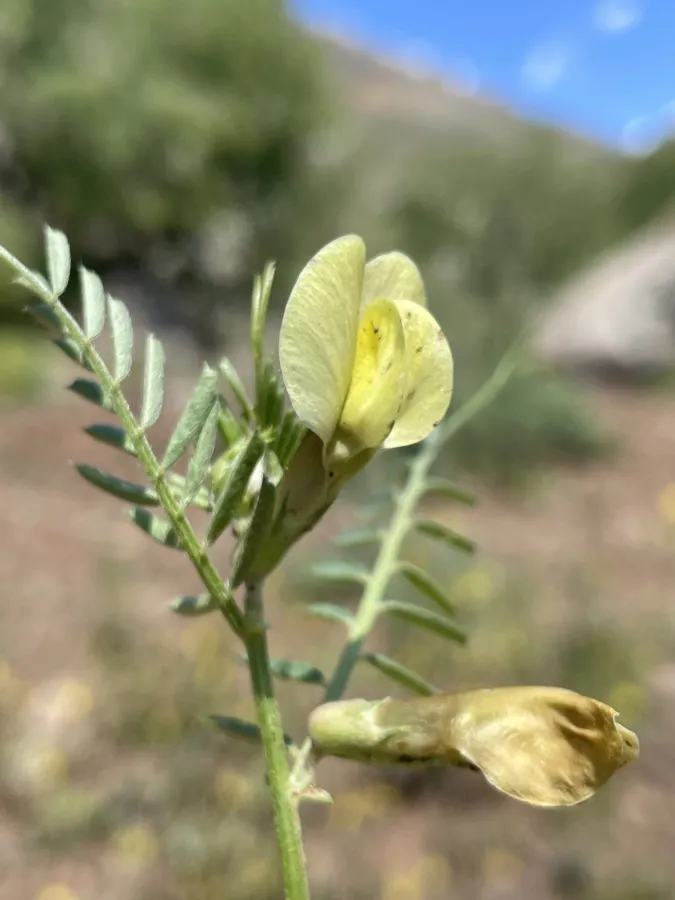 Vicia lutea