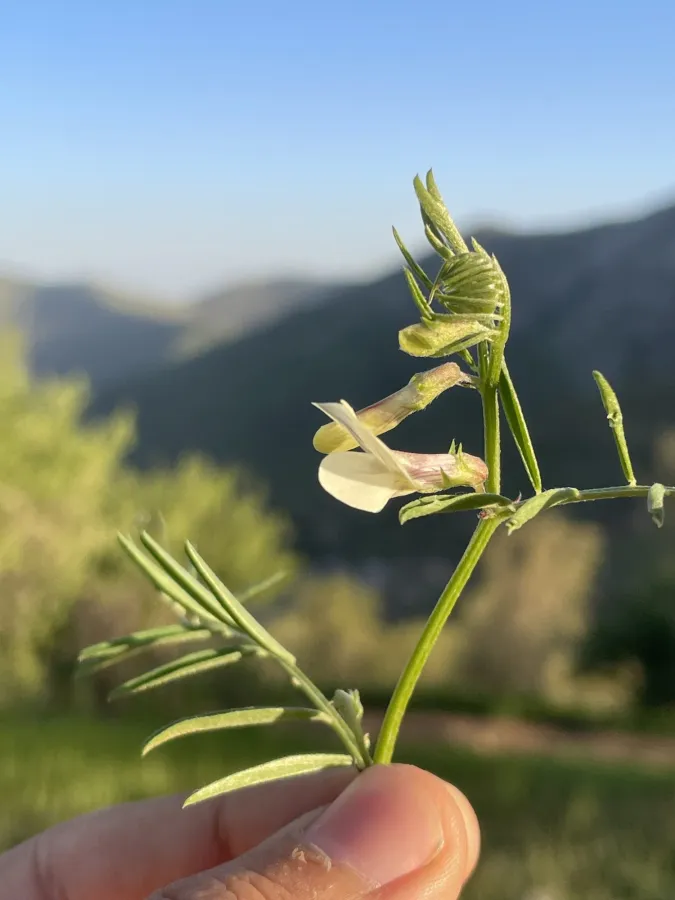 Vicia michauxii