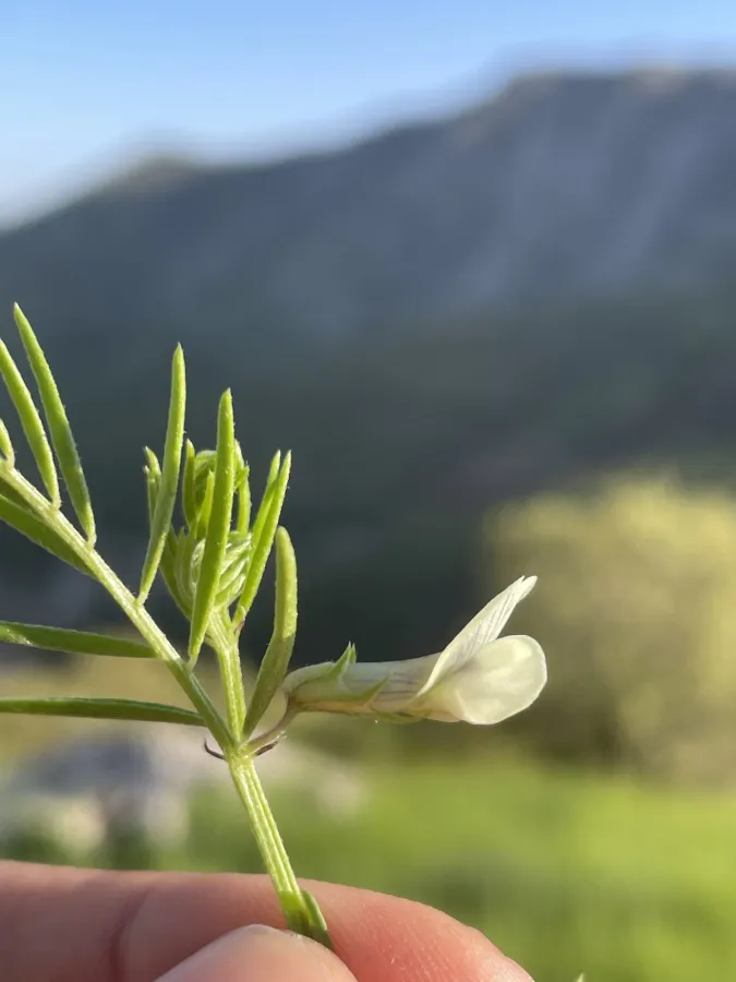 Vicia michauxii
