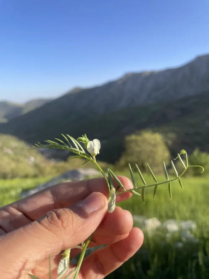 Vicia michauxii