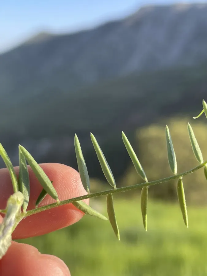 Vicia michauxii