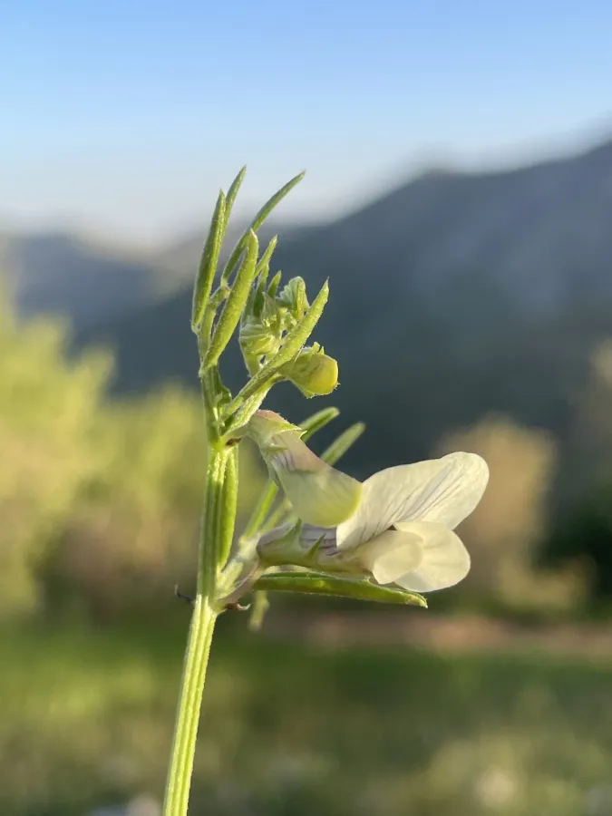Vicia michauxii