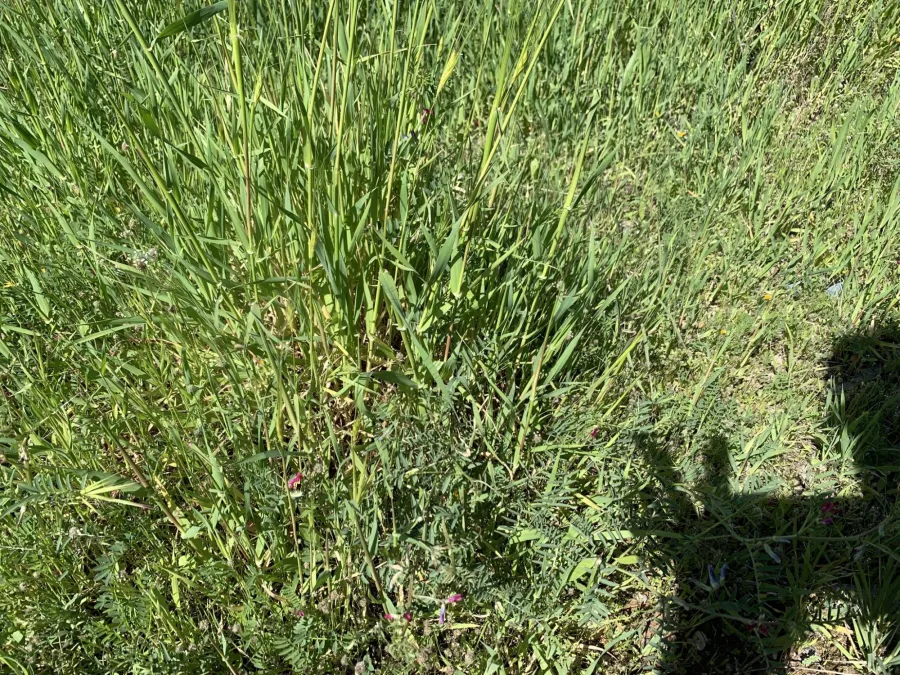 Vicia monantha