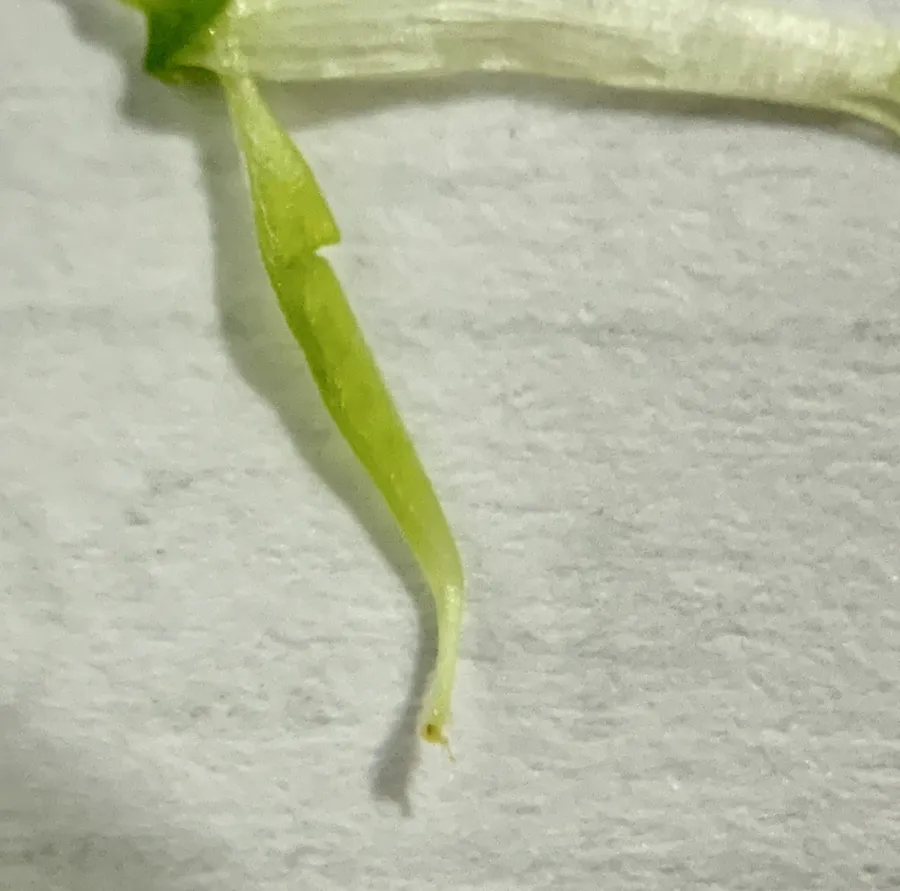 Vicia monantha