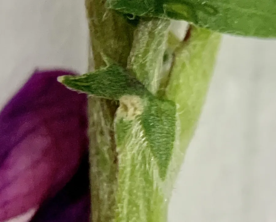 Vicia monantha