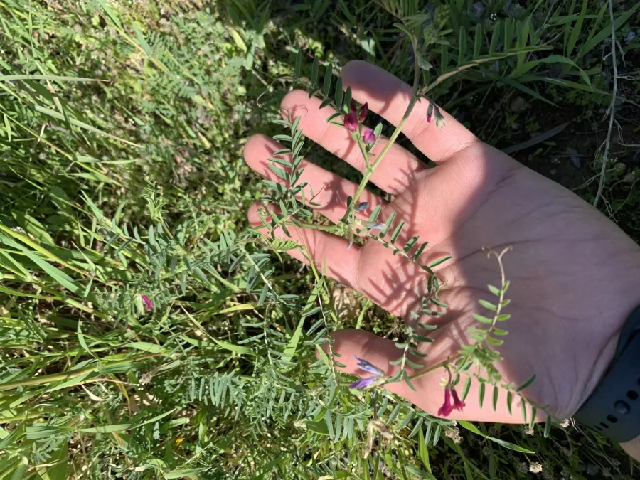 Vicia monantha