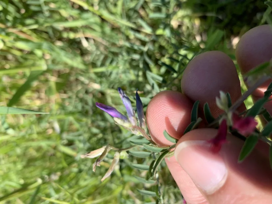 Vicia monantha