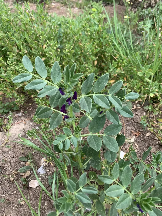 Vicia narbonensis