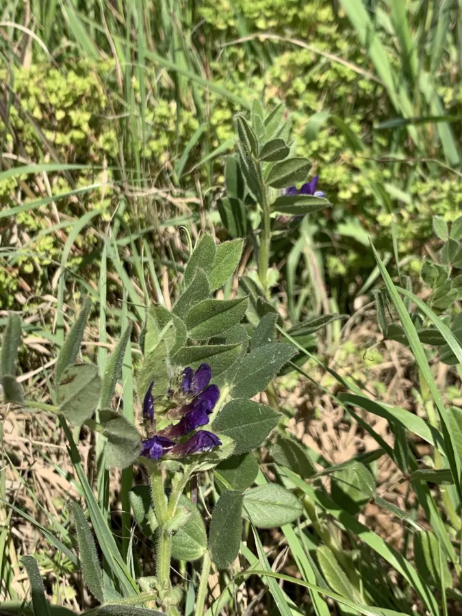 Vicia narbonensis