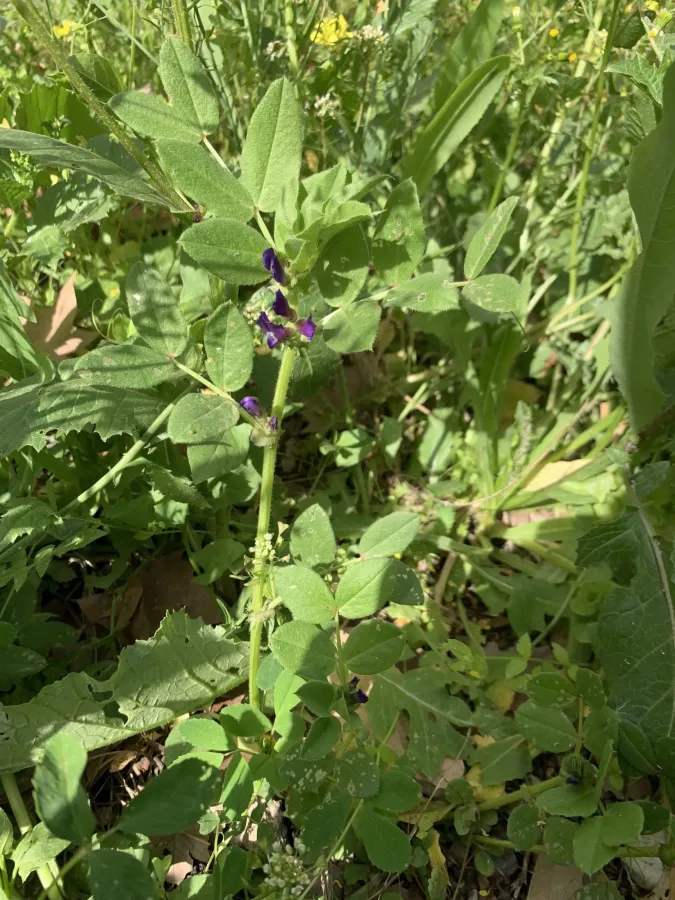 Vicia narbonensis