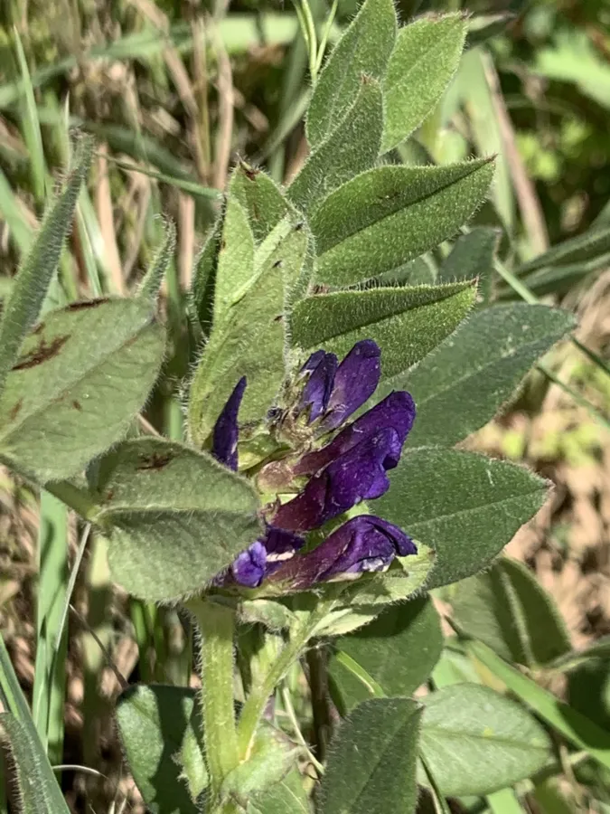 Vicia narbonensis