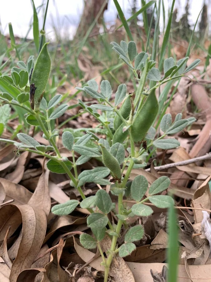 Vicia narbonensis