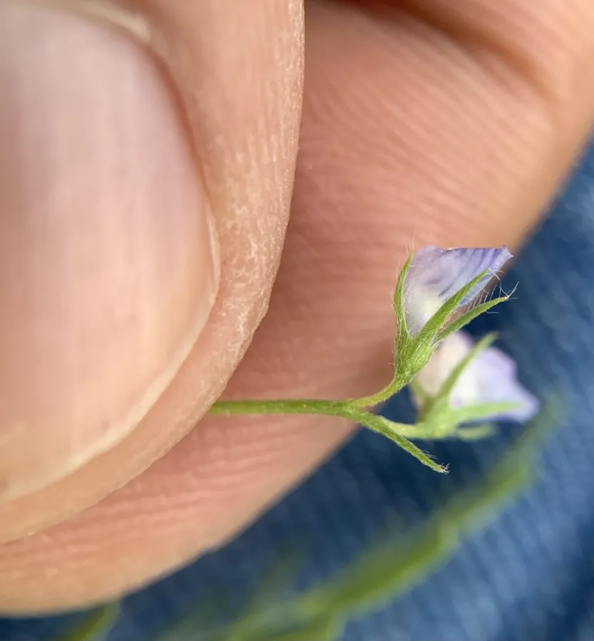 Vicia orientalis