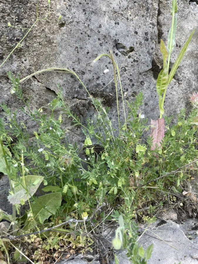 Vicia orientalis