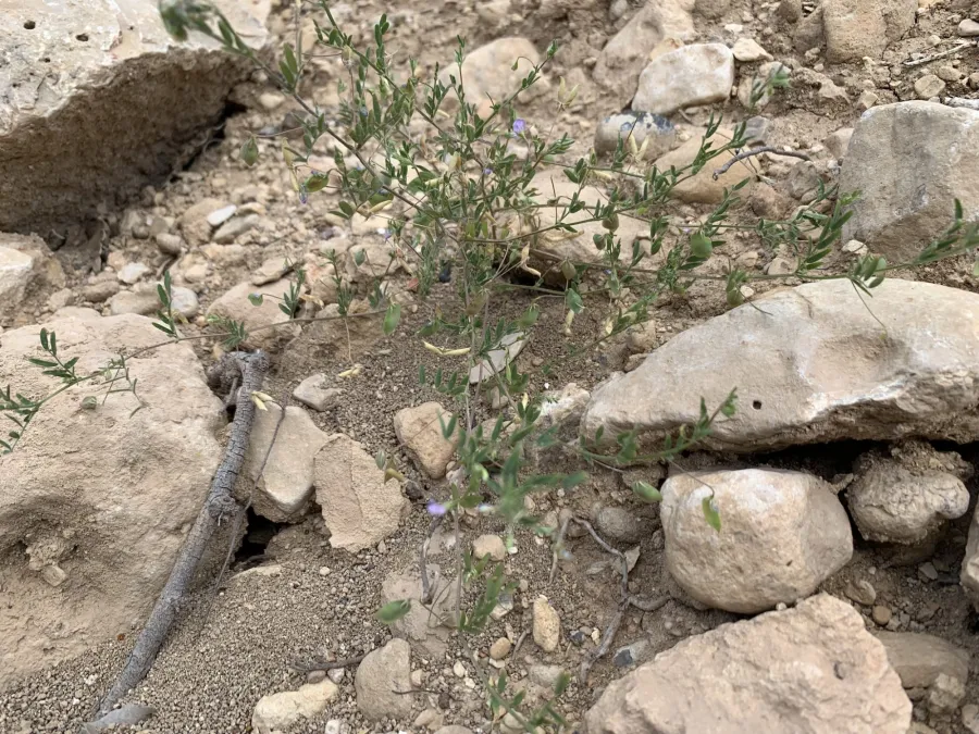 Vicia orientalis