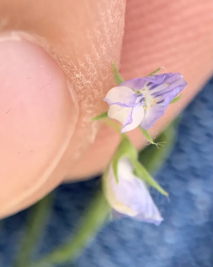 Vicia orientalis