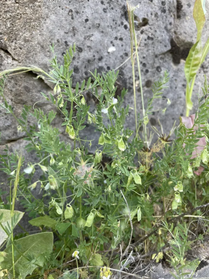 Vicia orientalis