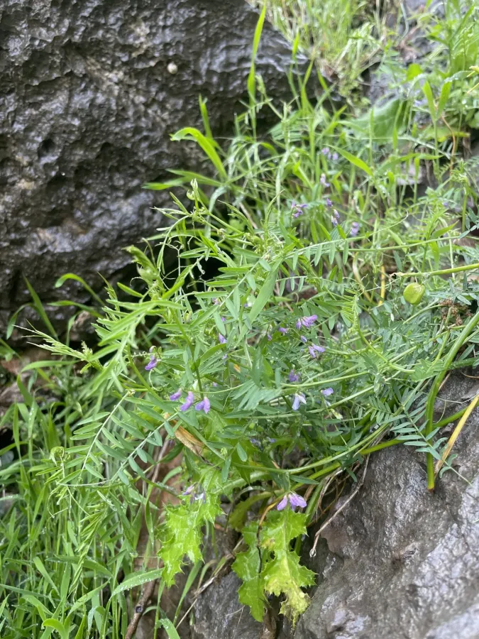 Vicia palaestina