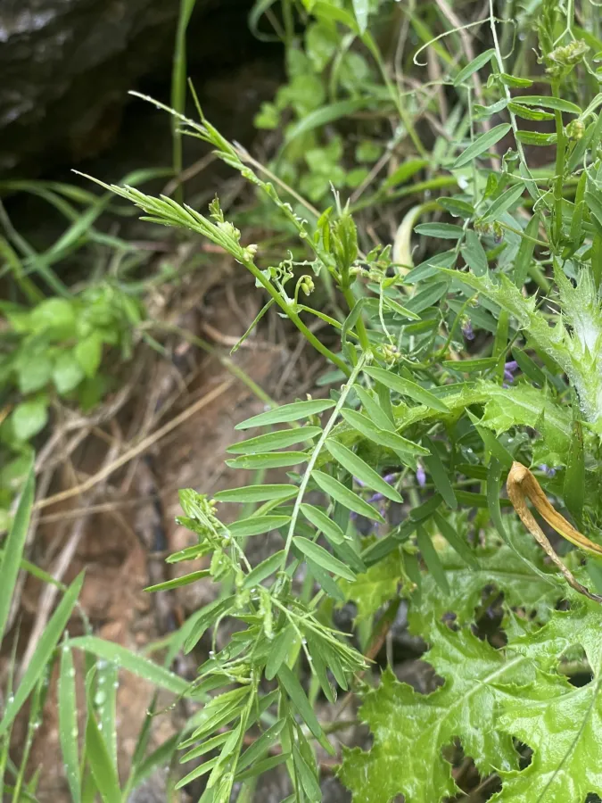 Vicia palaestina
